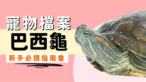 巴西龜可以吃高麗菜嗎|【巴西龜可以吃什麼】巴西龜飼養全攻略！一天幾餐？口愛美食有。